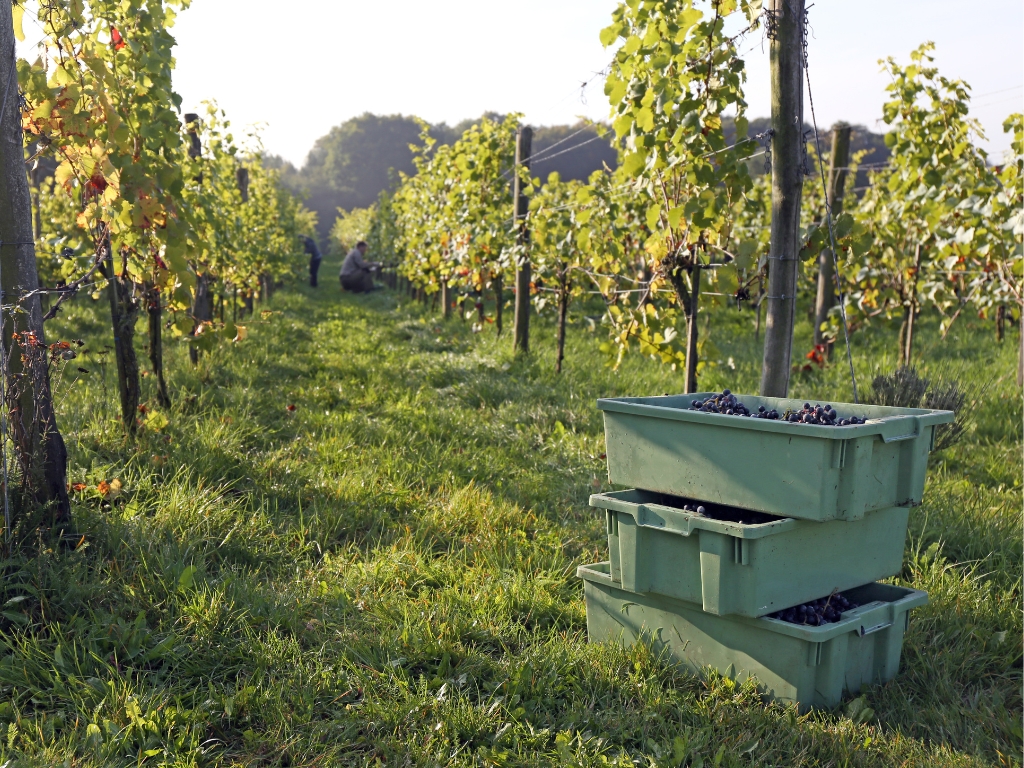 Weinlese mit Produkten von Transoplast